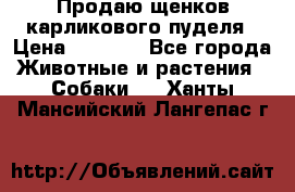 Продаю щенков карликового пуделя › Цена ­ 2 000 - Все города Животные и растения » Собаки   . Ханты-Мансийский,Лангепас г.